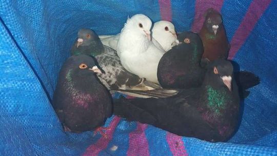 Nietypowa kradzież w Wojciechowie. Złodzieje zatrzymani