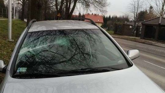 Nietypowa sytuacja na Nałęczowskiej. Gałąź spadła na jadący samochód