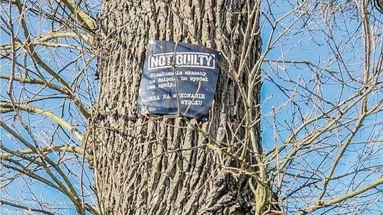 Nietypowa tabliczka na stuletnim dębie. Ten, kto ją umieścił może mieć problemy