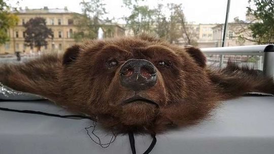 Nietypowa wystawa na pl. Litewskim: Niedźwiedź, krokodyl, ryś