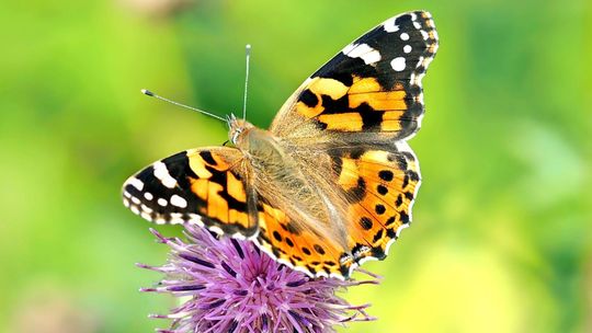 Nietypowe zjawisko w tym roku. Liczby idą w miliony