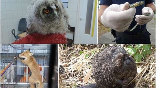 Nietypowi goście w radiowozie. Kogo zgarnęła Straż Miejska?