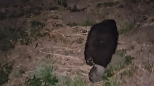 Nietypowy klient chełmskiej galerii handlowej. Interweniowało schronisko dla zwierząt