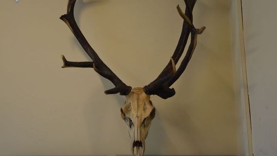 Nietypowy sposób na kradzież w bloku. Zniknęło m.in. poroże jelenia