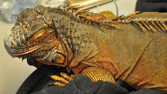 Nietypowy towarzysz na kolanach Ukrainki. Teraz będzie miała problem