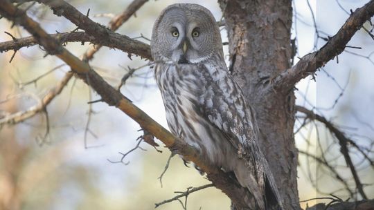 Nieuchwytna, jedna z największych sów na świecie. Co wiemy o puszczyku mszarnym z Lubelszczyzny?