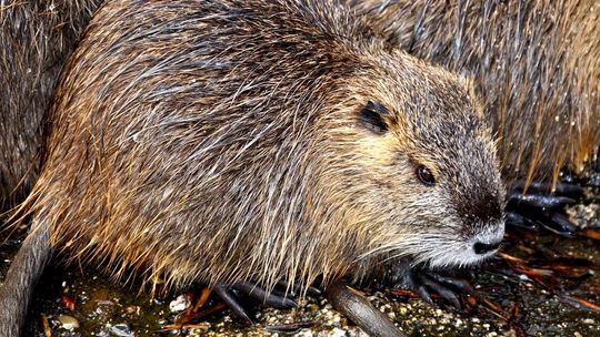 Nieudany "atak" bobrów na kierowców. Drzewo mogło spaść na samochody