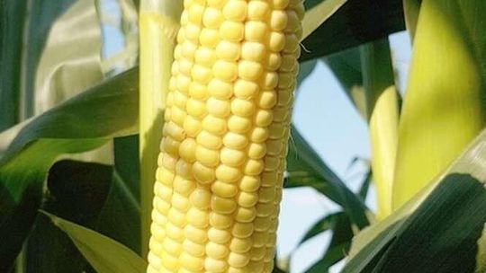 Niezwykłe odkrycie w Niedźwiadzie. Dzięki temu minerałowi plony wzrosły o 40 proc.