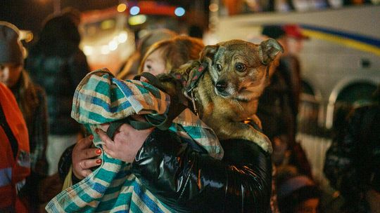 Niosą pomoc zwierzętom uchodźców. "Przyjmujemy przypadki nagłe lub takie, którymi nie można się zająć na dworcu"