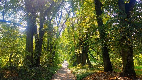 Noc Muzeów w Ogrodzie Botanicznym UMCS i tajemnice drzew