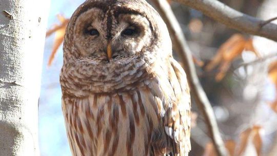 Noc z sowami w rezerwacie Jata