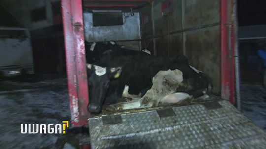 Nocna dostawa "leżaków". Ubijają chore i padłe krowy. "Zakład jest pod kontrolą"