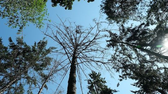 Nocne poszukiwania w lesie. Rodzina bała się o życie zaginionego 46-latka