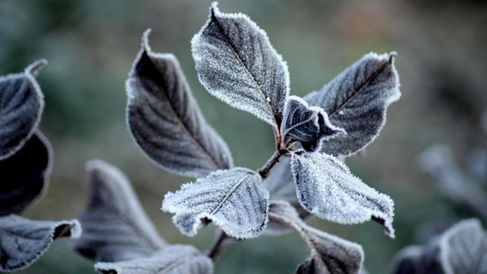 Nocne spadki temperatur. Ostrzeżenie dla całego regionu