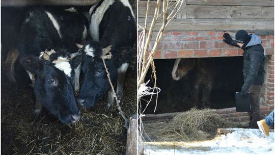 Nogi krowy zapadały się w oborniku. Inspektorzy odebrali zwierzęta właścicielce