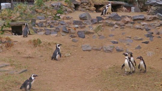 Nowa atrakcja w ZOO. Kiedy zobaczymy pingwiny?