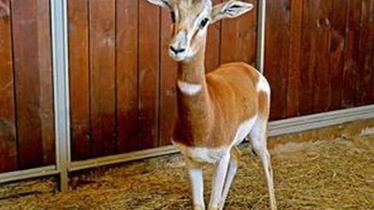 Nowa gazela w zamojskim zoo. Na razie słucha radia