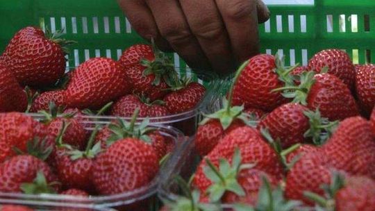 Nowa przetwórnia w Poniatowej. W sezonie będzie praca dla 60 osób