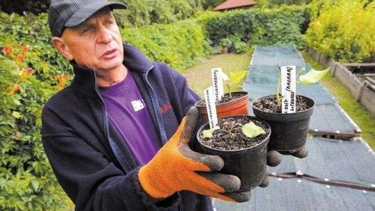 Nowa topola zmierza na plac Litewski. Drzewo ma zastąpić Baobab