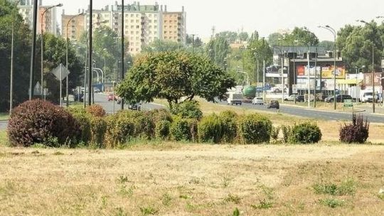Nowa zieleń w Lublinie: krokusy na skrzyżowaniach, łąki zamiast trawników