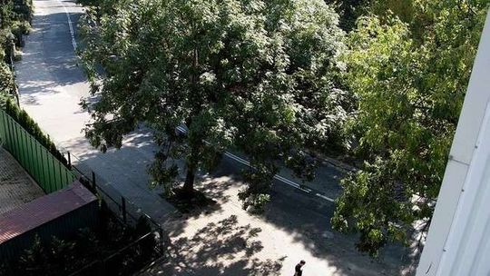Nowe drzewa, krzewy i kwiaty w Lublinie. Mieszkańcy zgłosili 99 zielonych propozycji