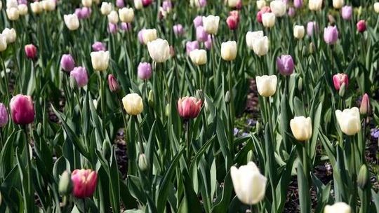 Nowe drzewa, kwiaty i łąka. Lista zielonych inwestycji w Lublinie