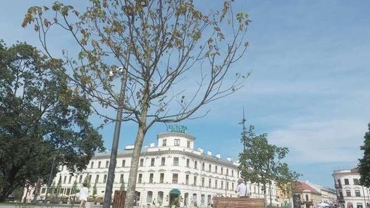 Nowe drzewa na pl. Litewskim do wymiany?
