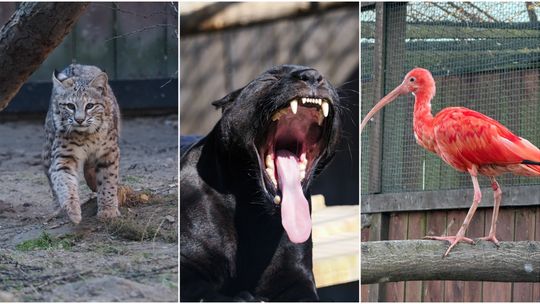 Nowe gwiazdy w Zoo Wojciechów. Ryś z Ameryki, jaguar i ogniste ibisy