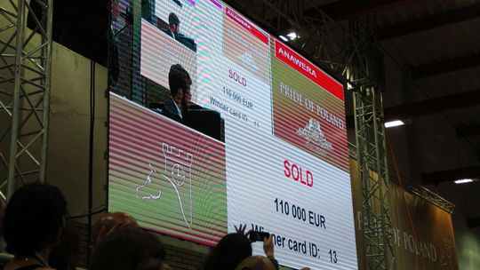 Nowe informacje ws. aukcji koni w Janowie Podlaskim. Biletów nie będzie w sprzedaży