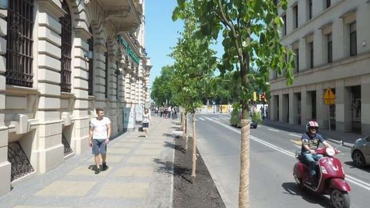 Nowe lipy przy ul. Kołłątaja