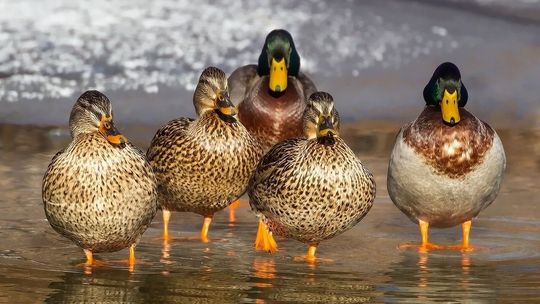 Nowe ognisko ptasiej grypy w Lubelskiem. Zostanie wybitych kilkadziesiąt tysięcy kaczek