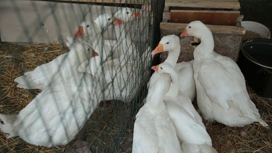 Nowe ognisko ptasiej grypy. Wybiją 1200 gęsi