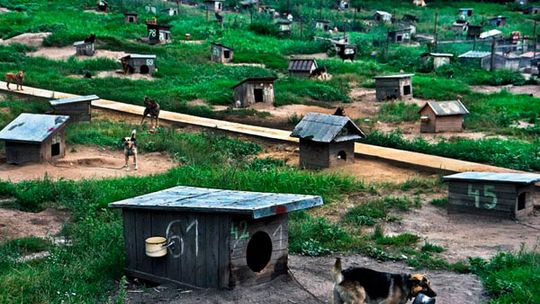 Nowe przepisy mają sprawić, że zwierzęta będą lepiej traktowane