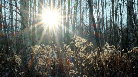 Nowe rezerwaty przyrody w Lubelskiem. Będzie ich jeszcze więcej