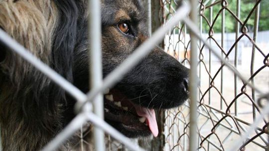 Nowe schronisko dla zwierząt w Puławach zaprasza do odwiedzania