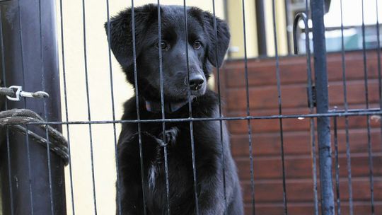 Nowe zasady w schronisku dla zwierząt w Puławach. "Metodyczne zwalczanie wolontariatu"