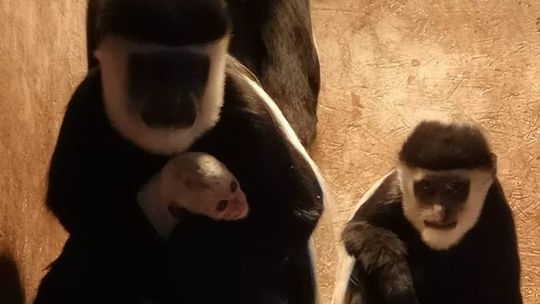 Nowe zwierzę w zoo koło Lublina. Urodziła się tam gereza abisyńska