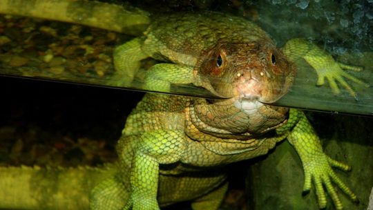 Nowe zwierzęta w zamojskim zoo: Jaszczury wyglądają jak krokodyle