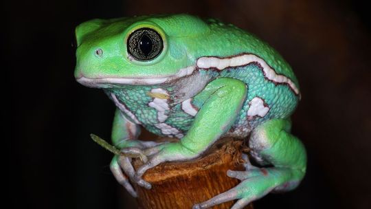 Nowe zwierzęta w Zoo w Zamościu 