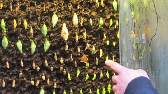 Nowe zwierzęta w zoo Zamość: Poczwarki tropikalnych motyli