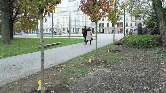 Nowi mieszkańcy placu Litewskiego. Największy będzie dąb