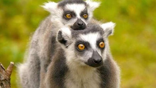 Nowi mieszkańcy Zoo w Zamościu