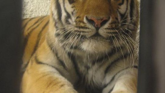 Nowi mieszkańcy zoo w Zamościu: Tygrys Wincenty i rybki