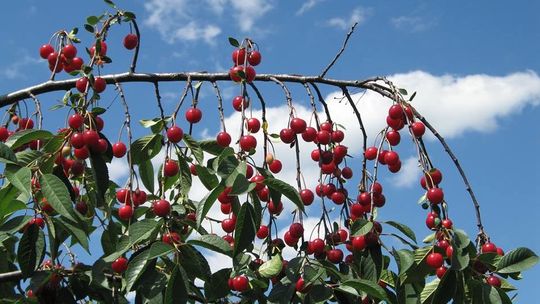 Nowi reprezentanci w Lubelskiej Izbie Rolniczej