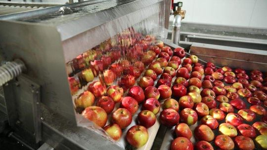 Nowoczesna sortownia otwarta. 10 ton jabłek na godzinę (zdjęcia, wideo)