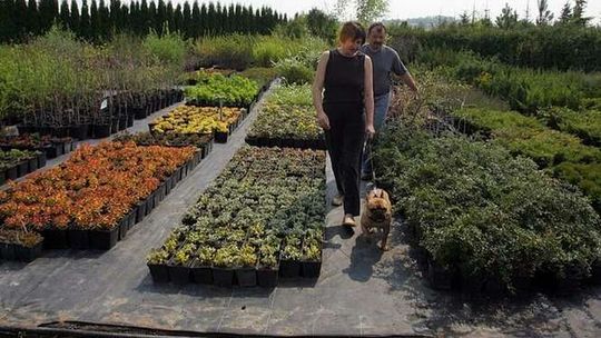 Nowości na kiermaszu drzewek w Końskowoli