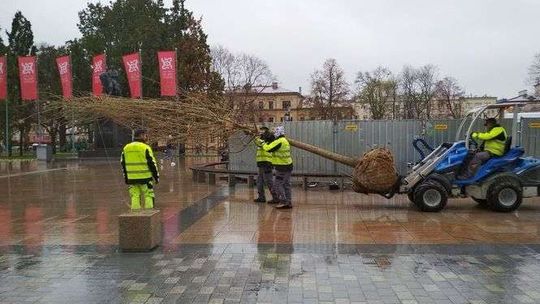 Nowy Baobab już na placu Litewskim