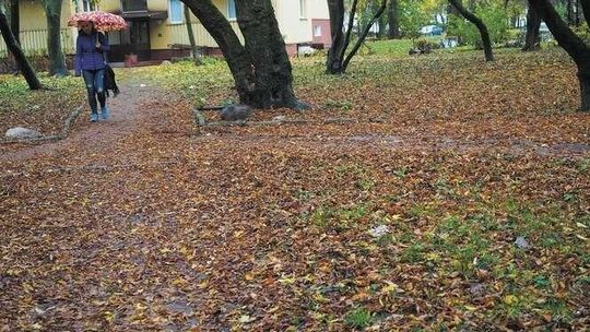 Nowy blok zamiast drzew. Zielony teren może zamienić się w plac budowy