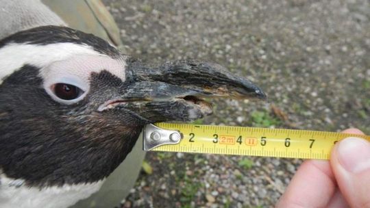 Nowy dziób dla pingwina "Półdzióbka". Podejście pierwsze