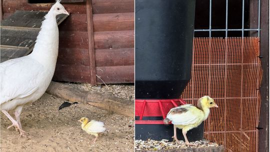 Nowy mieszkaniec Ogrodu Saskiego. Ma zaledwie 6 dni i jeszcze nigdy takiego nie było